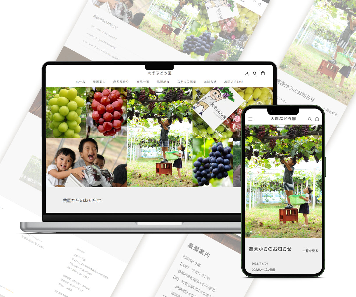 Vineyard HP